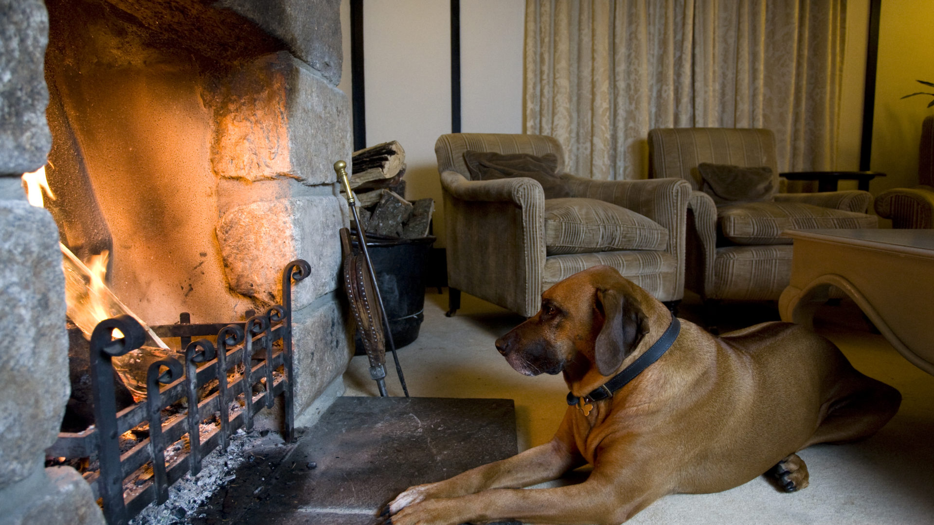 A large dog sitting my an open fire at Mill End Hotel