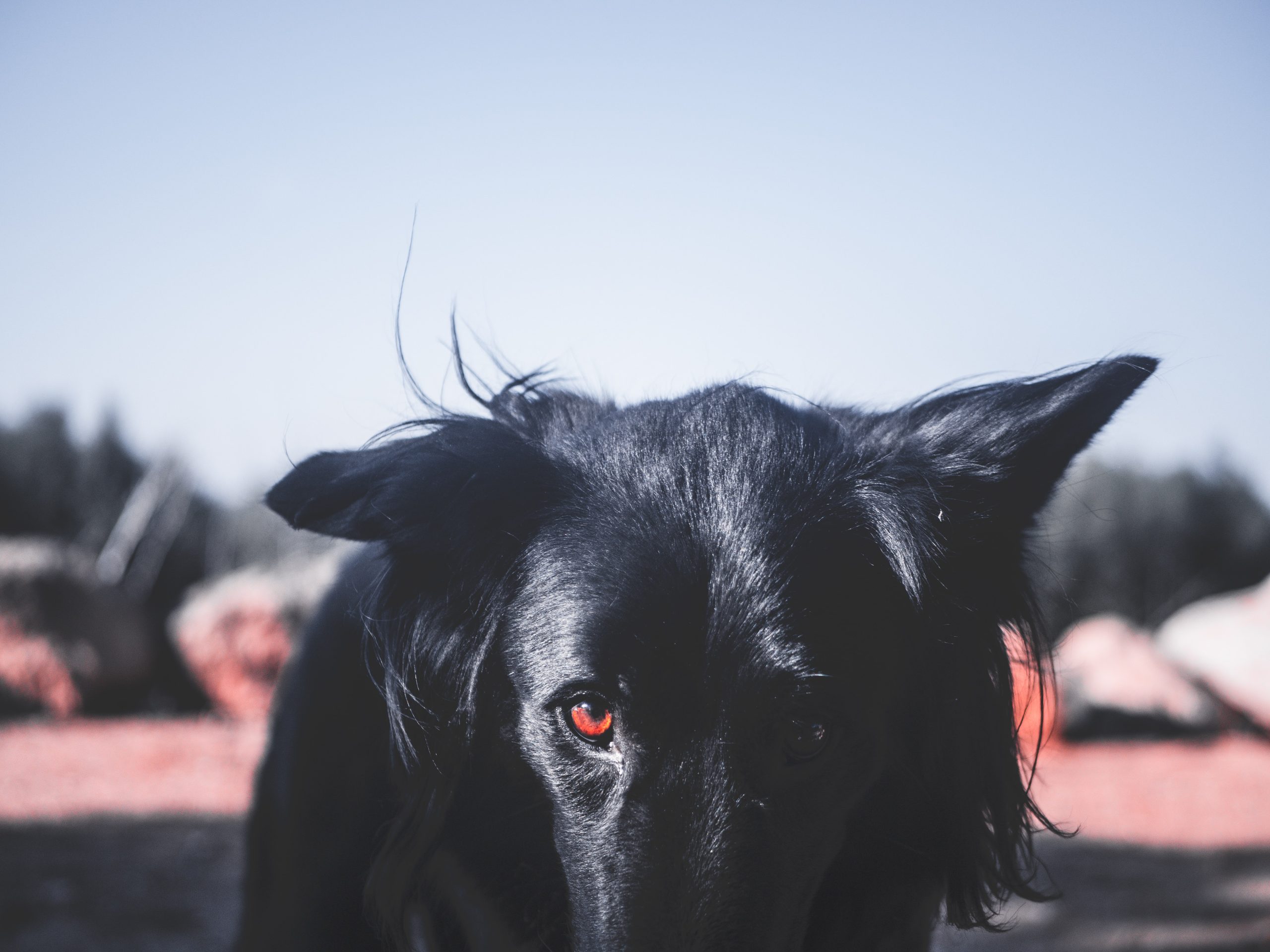 black dog with red eyes