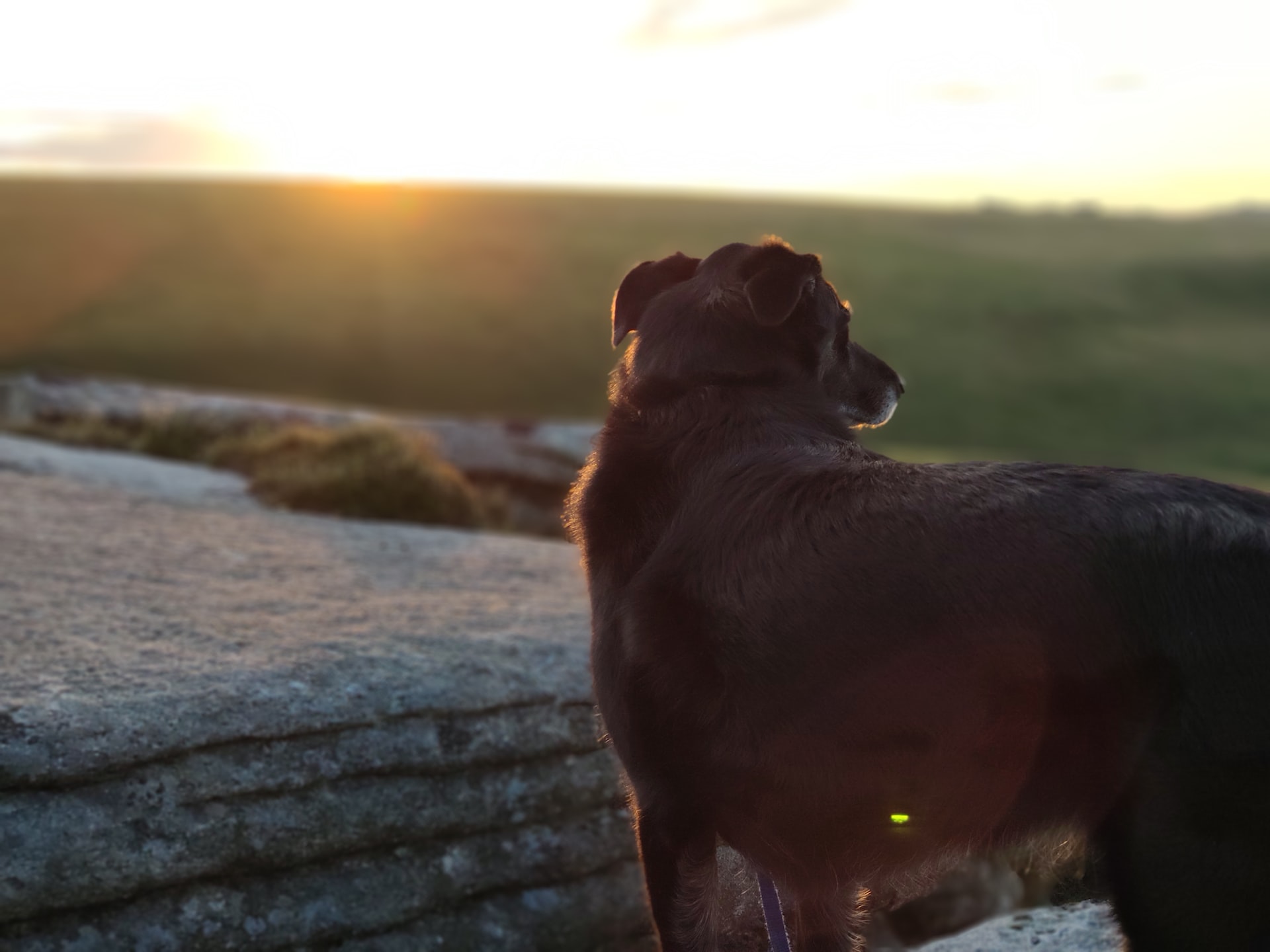 A dog on Dartmoor