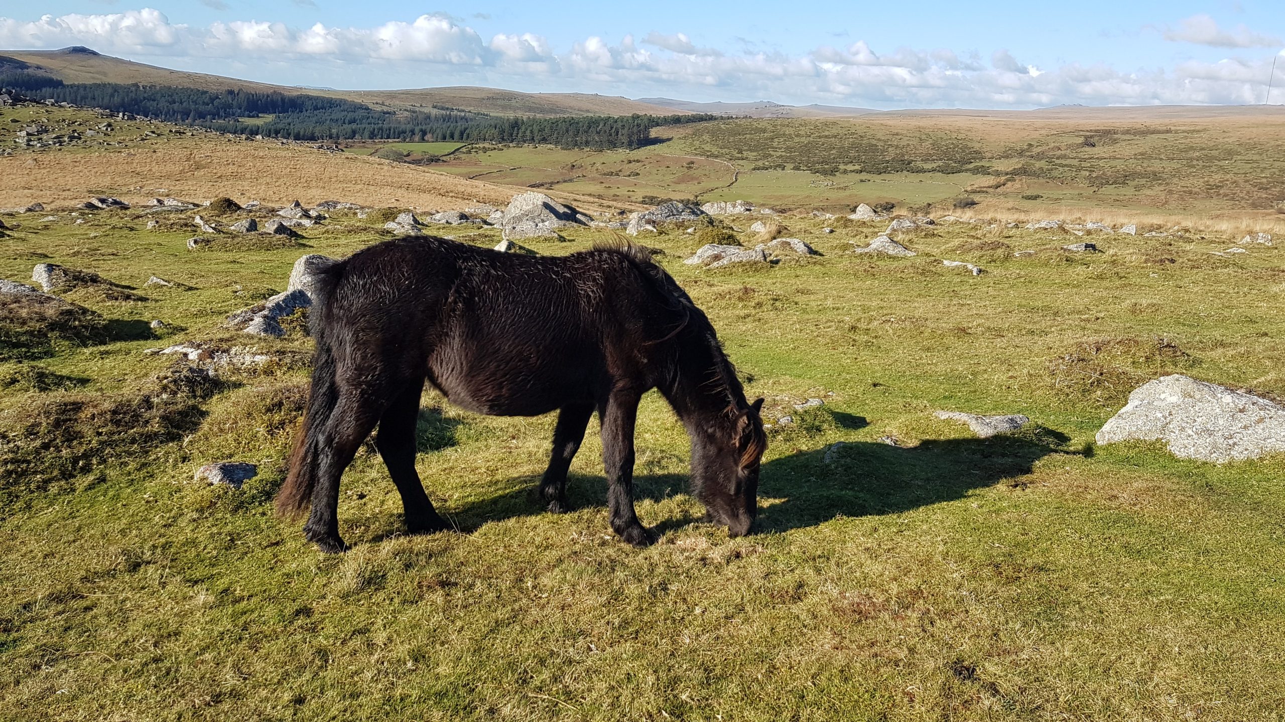 wild horse on dartmoor