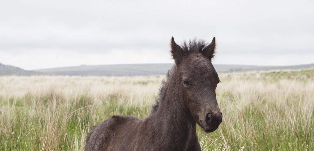 A pony on Dartmoor