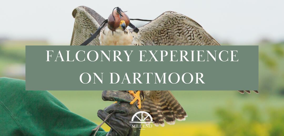 Falconry Experience on Dartmoor