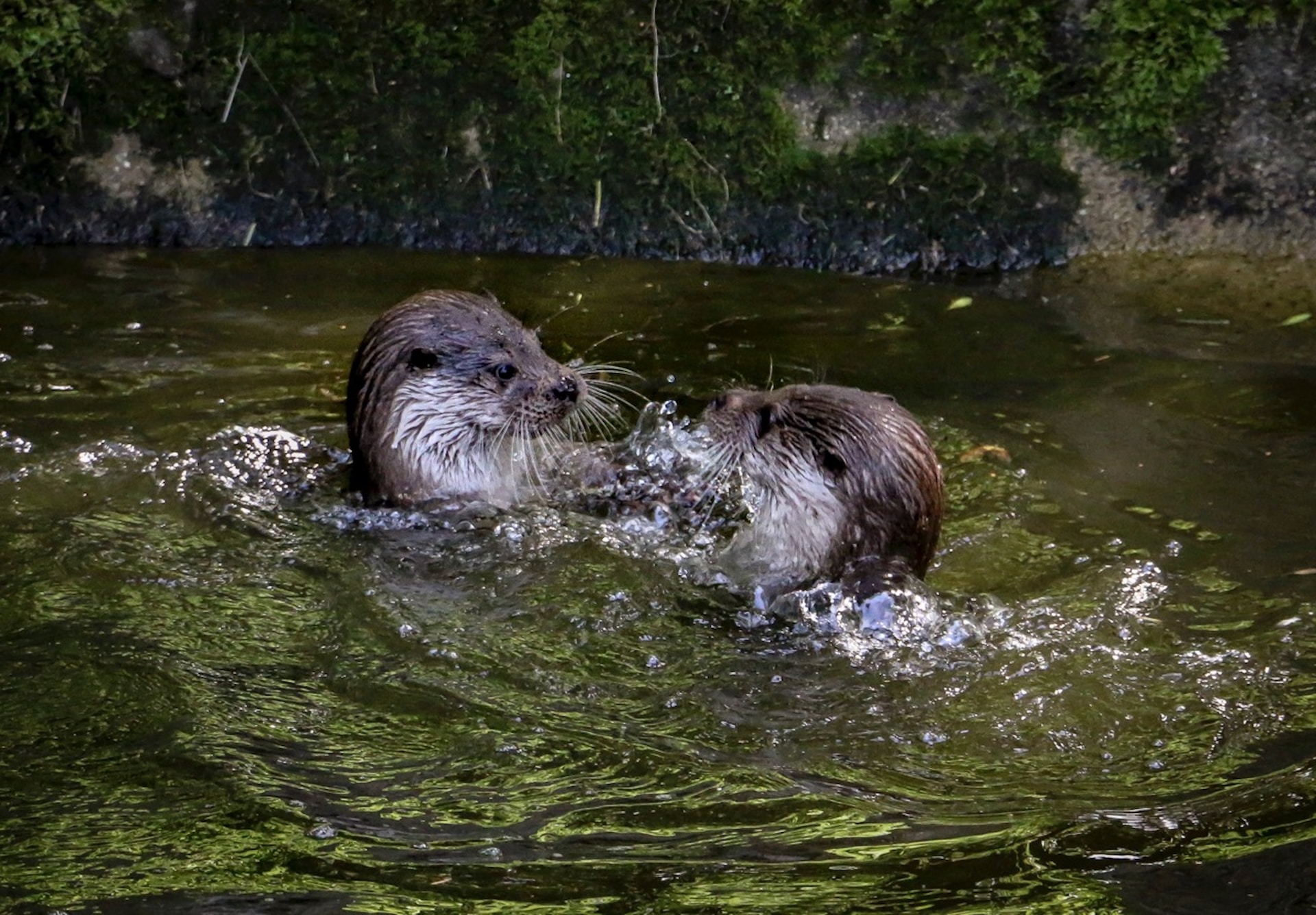 otters in a river in Dartmoor