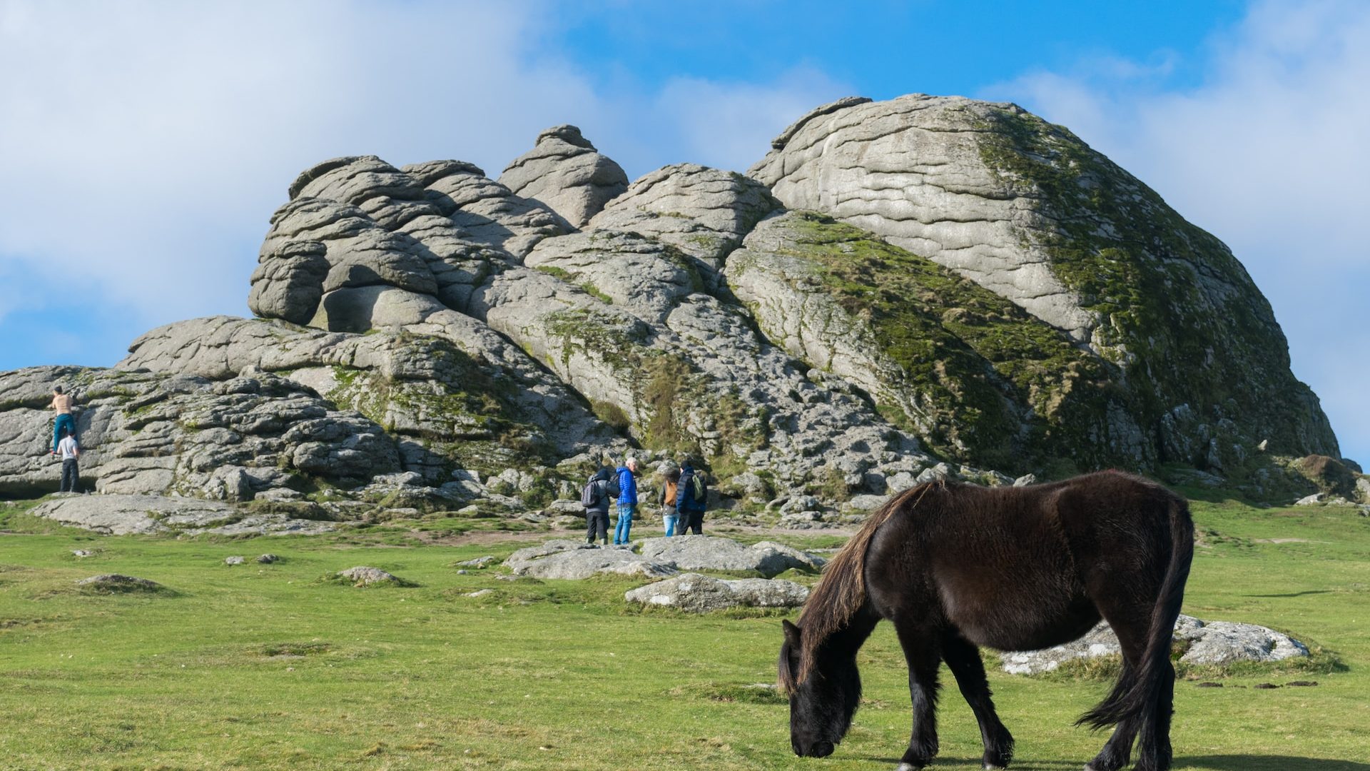 Dartmoor pony and tor