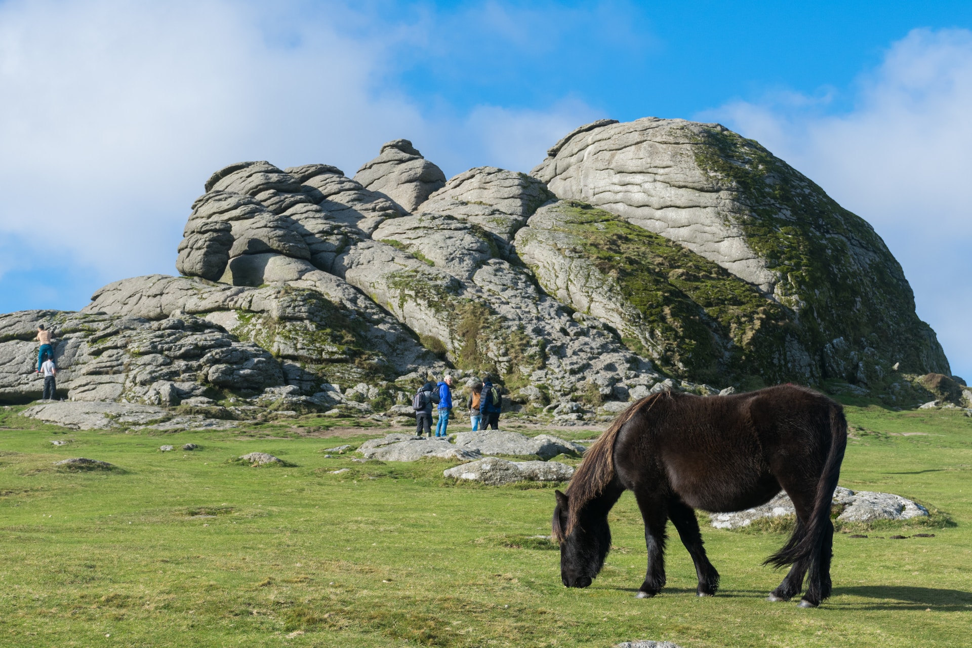 Dartmoor pony and tor