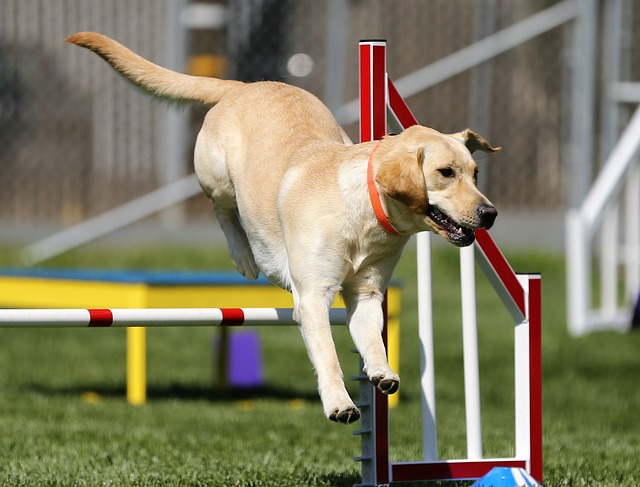 Labrador retriever jumping over a pole.
