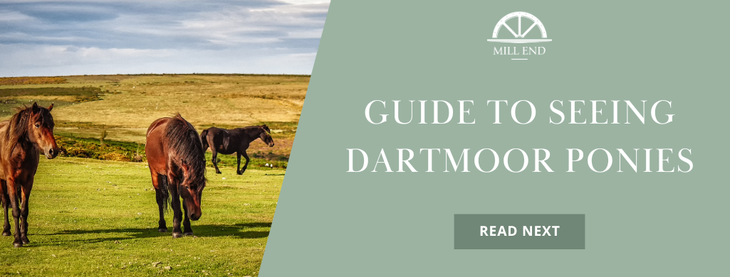 guide to seeing dartmoor ponies