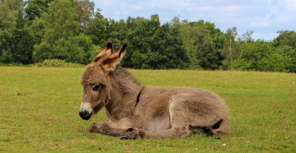 donkey on grass