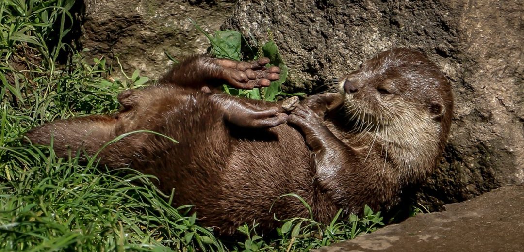 otters in buckfastleigh