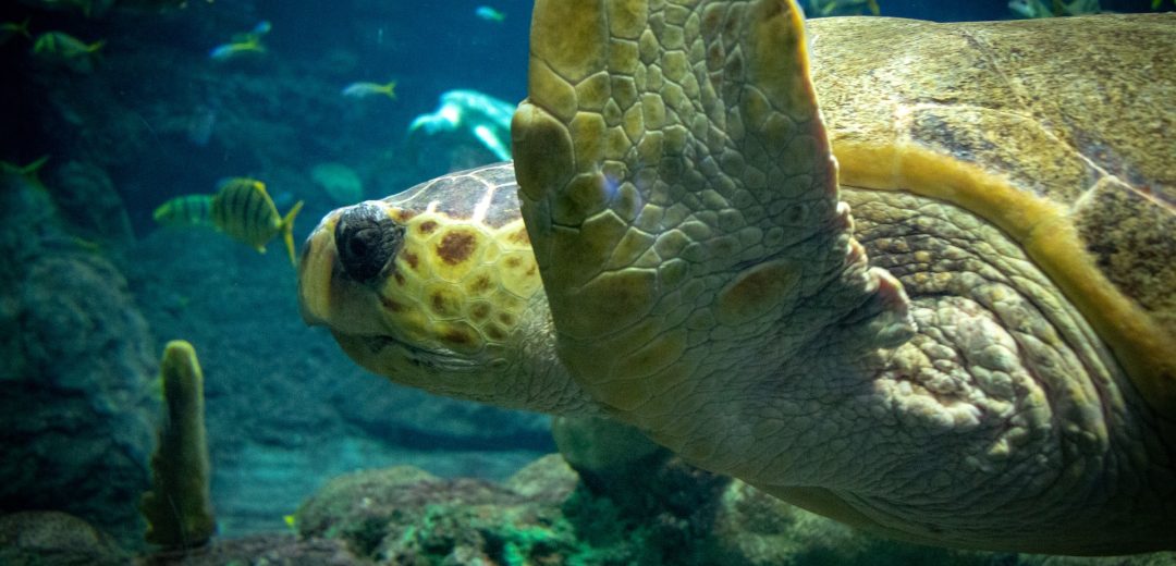 turtle at Plymouth Aquarium