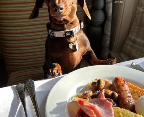 daxie trouble breakfast at Mill End dog friendly hotel devon dartmoor
