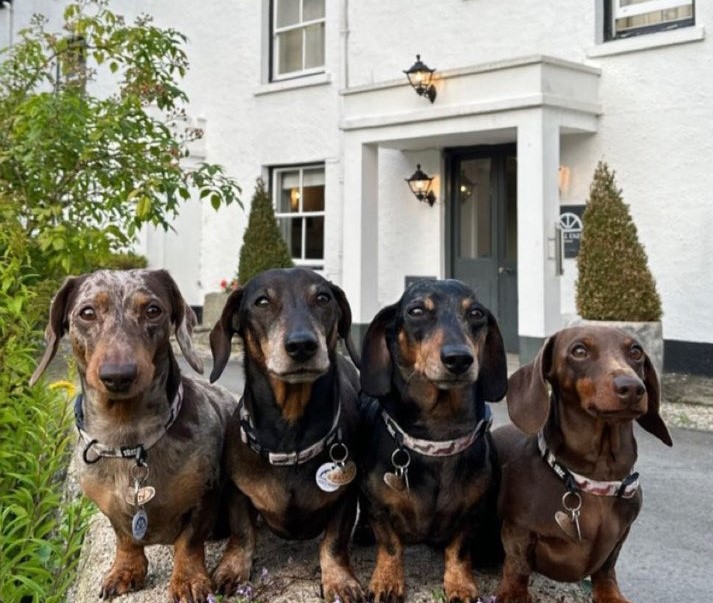 the daxie trouble dog friendly Mill End hotel review dartmoor devon