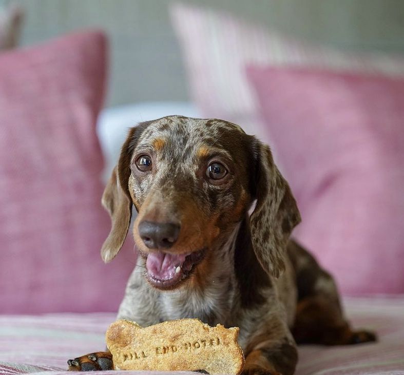 Dog friendly luxury hotel dartmoor national park