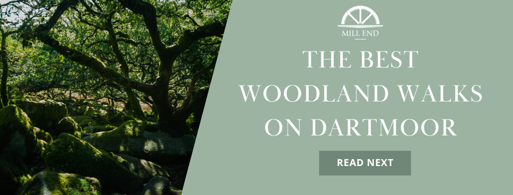 The best woodland walks on Dartmoor