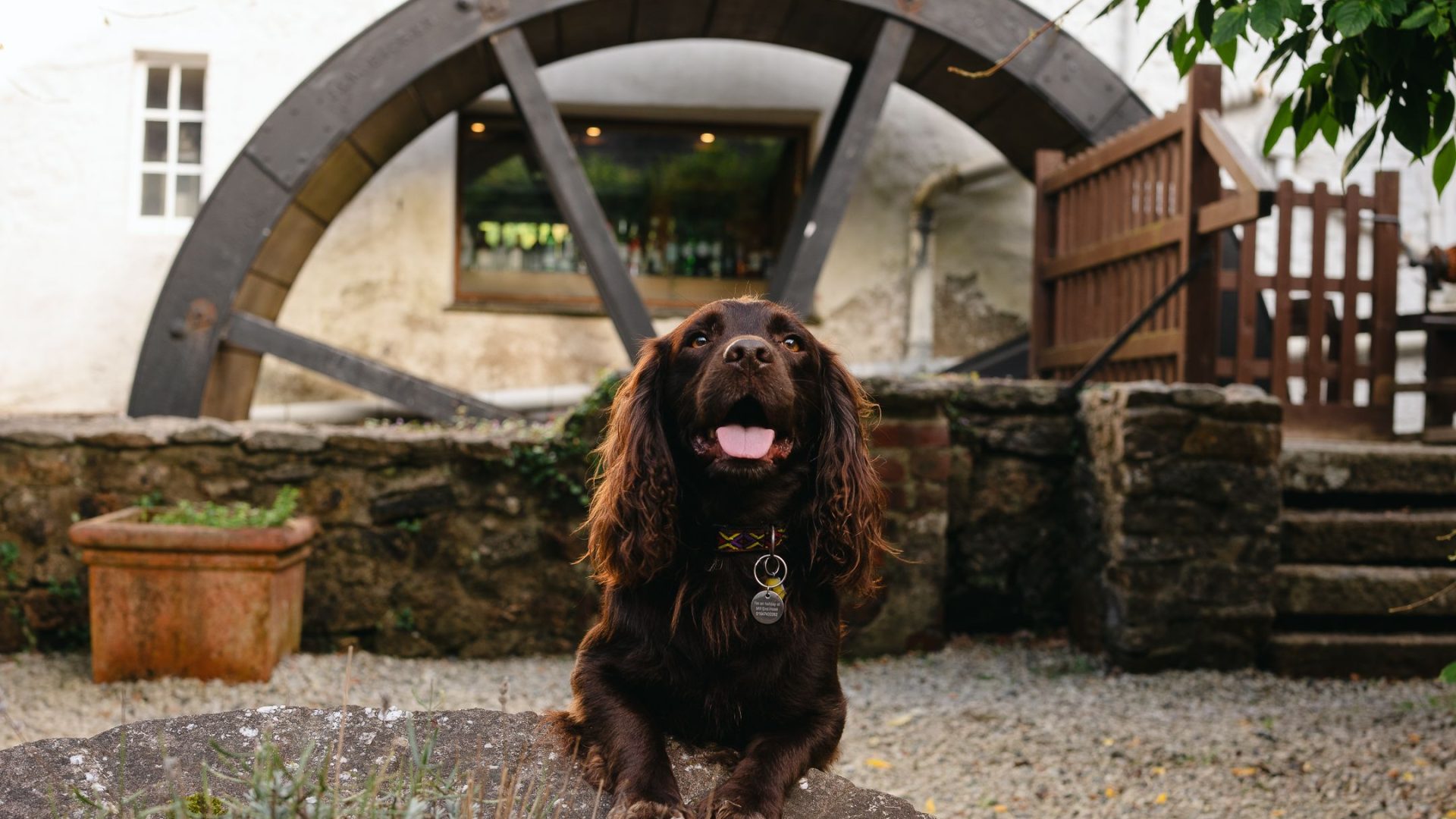 Mill end hotel dog friendly boutique country award winning dartmoor devon accomodation