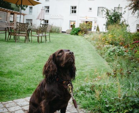 Dog friendly hotel in dartmoor offering afternoon tea
