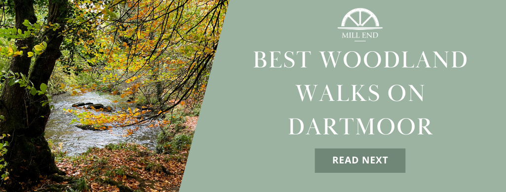 Best woodland walks on dartmoor